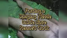 Abspielen Hervorstehende Urtica dioica in Rennes Harnröhre