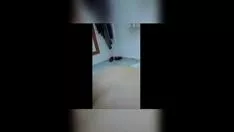 Abspielen Stöhnt einfach