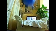 Riproduci Anormale scopare stuzzica i suoi dildo 2016