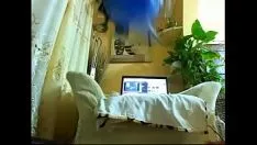 Riproduci Anormale scopare stuzzica i suoi dildo 2016